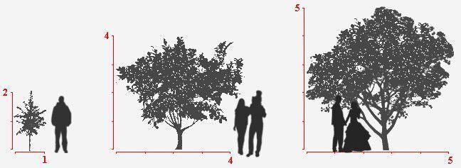 Tree-size